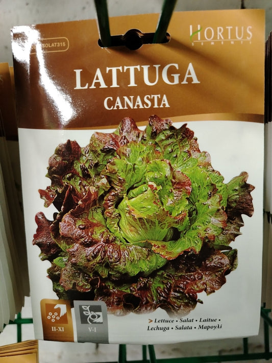 Lattuga canasta - ValmaflorValmaflorValmaflorLattuga canasta - ValmaflorValmaflorValmaflorLattuga canasta