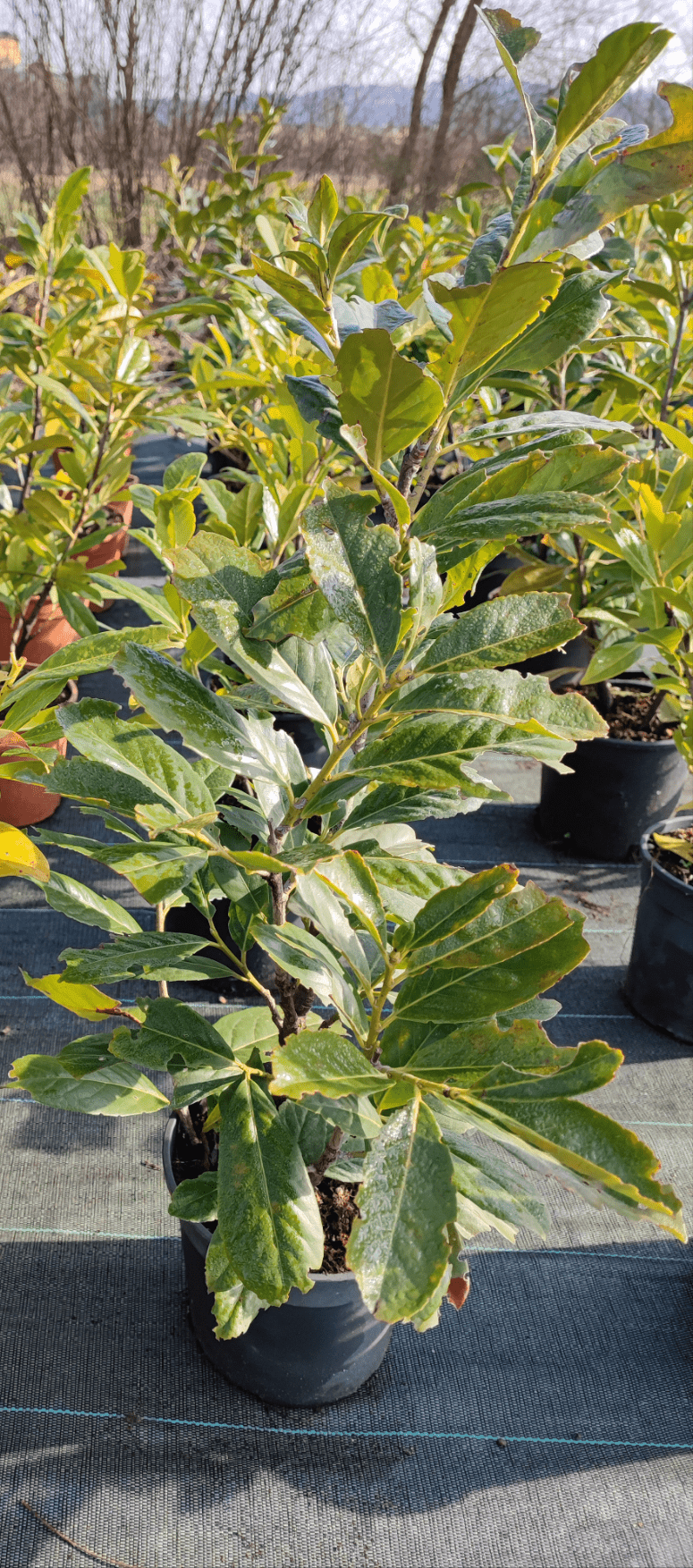 Lauroceraso - ValmaflorLaurocerasoValmaflorValmaflorLauroceraso - Valmaflor17