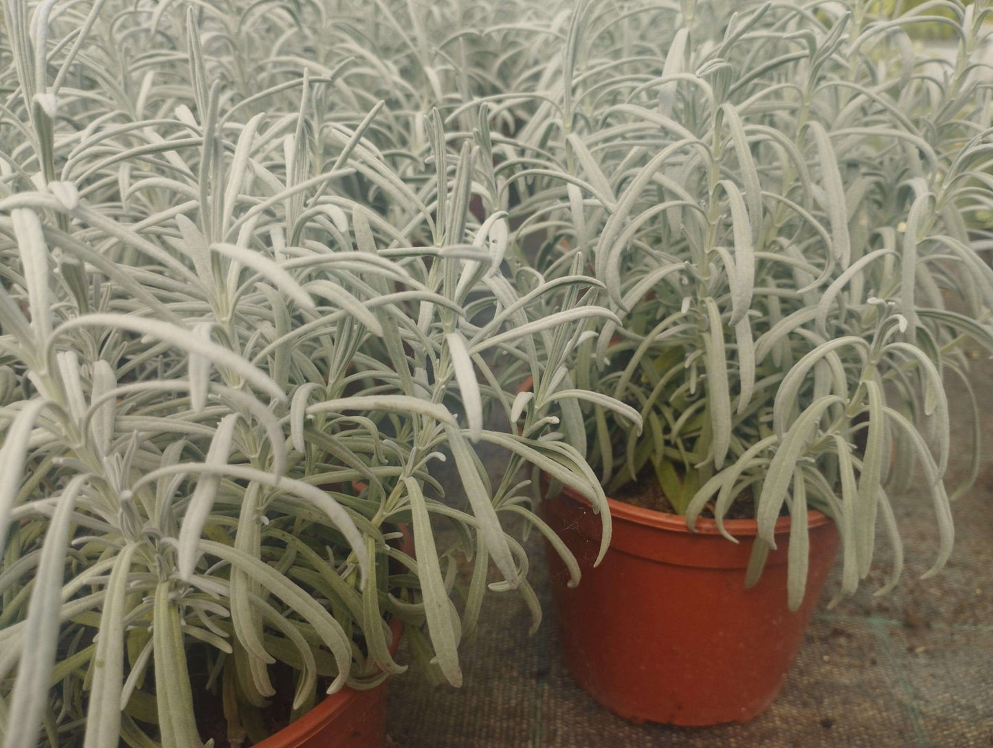 Lavanda - ValmaflorValmaflorValmaflorLavanda - Valmaflor14 cm