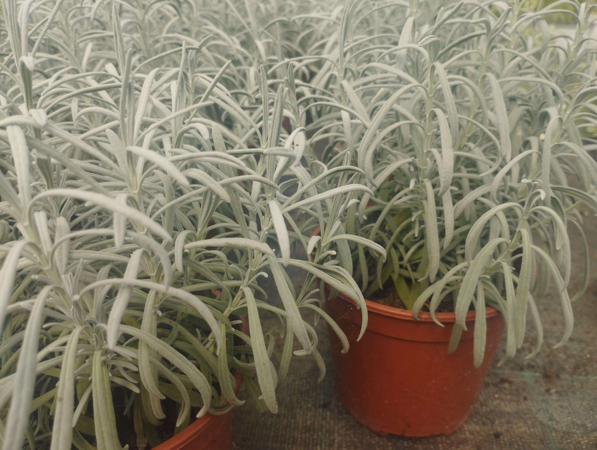 Lavanda - ValmaflorValmaflorValmaflorLavanda - Valmaflor14 cm