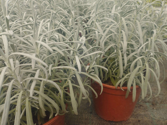 Lavanda - ValmaflorValmaflorValmaflorLavanda - Valmaflor14 cm