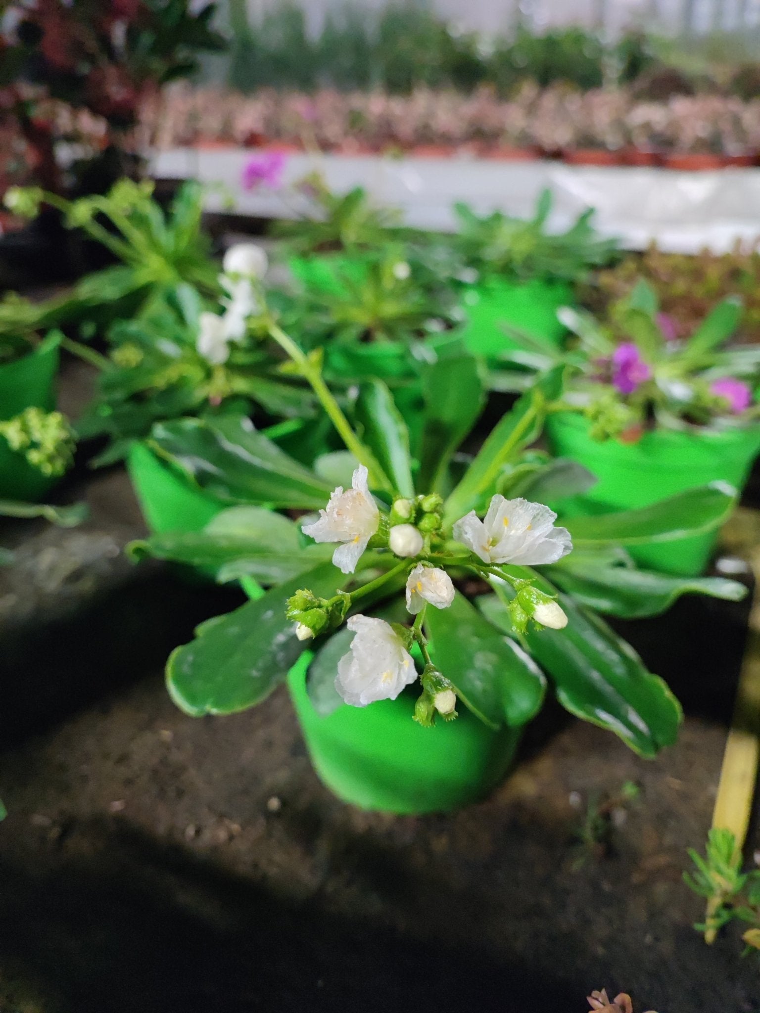Lewisia - ValmaflorValmaflorValmaflorLewisia - Valmaflor