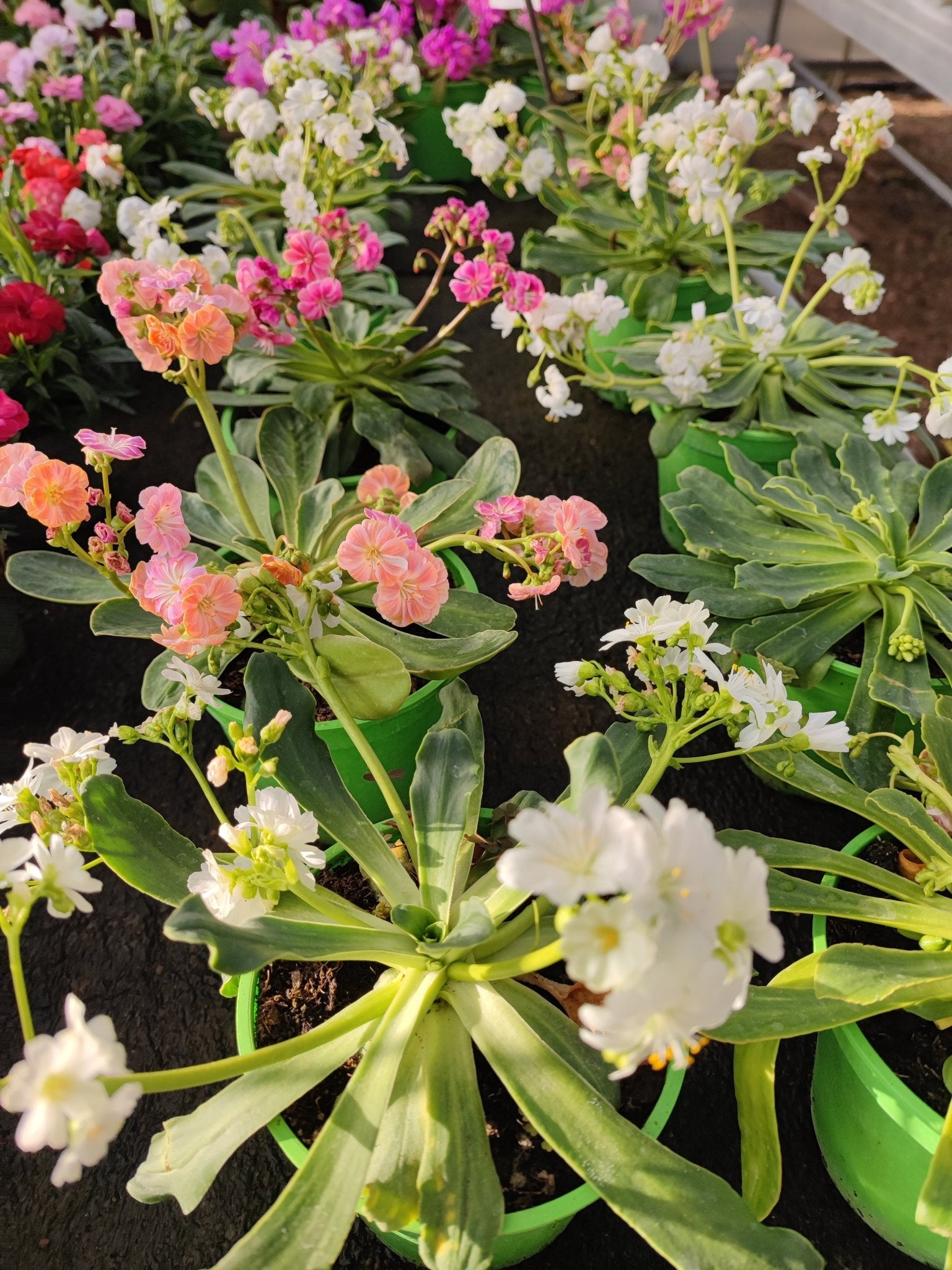 Lewisia - ValmaflorValmaflorValmaflorLewisia - Valmaflor