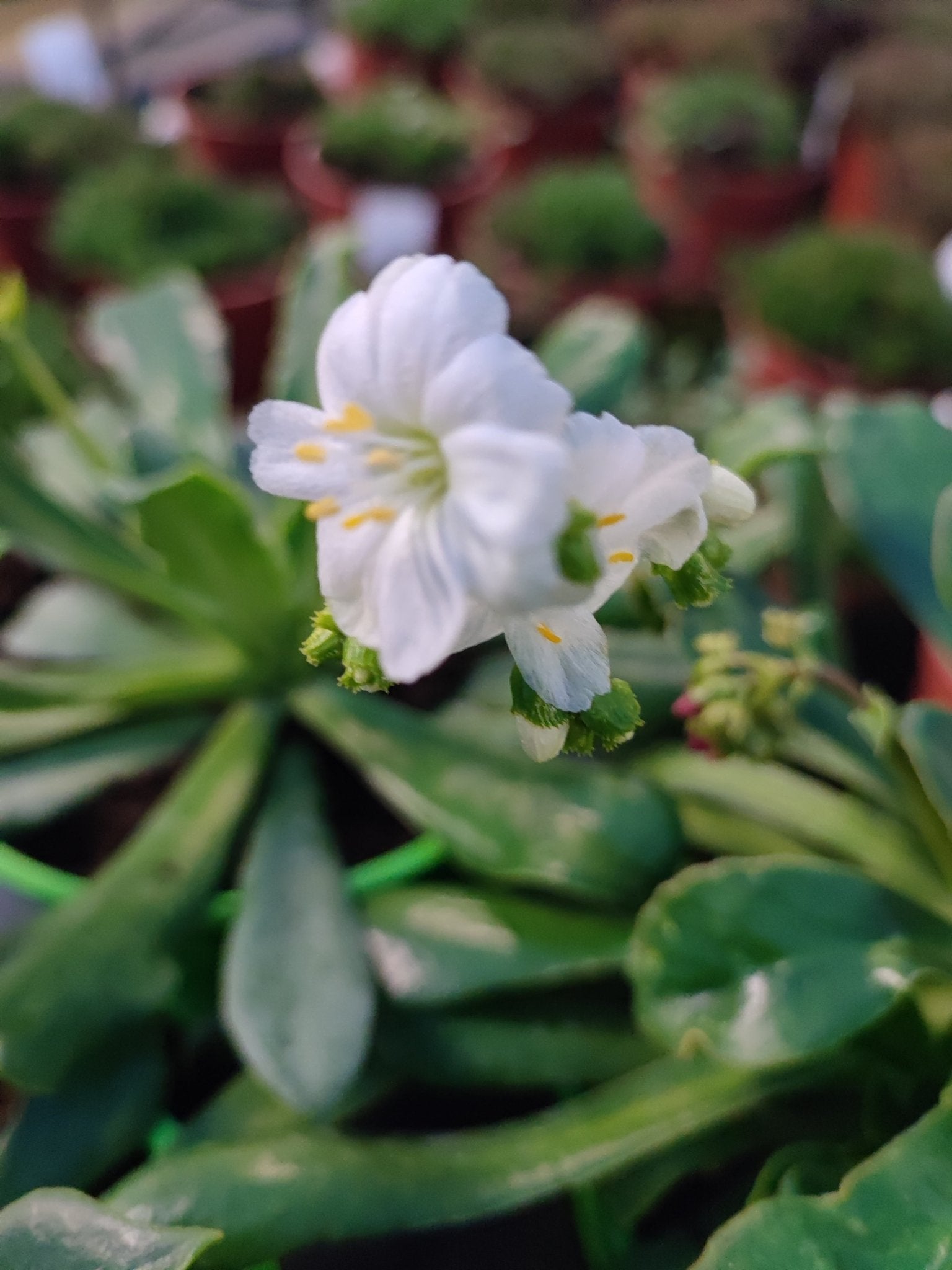 Lewisia - ValmaflorValmaflorValmaflorLewisia - Valmaflor