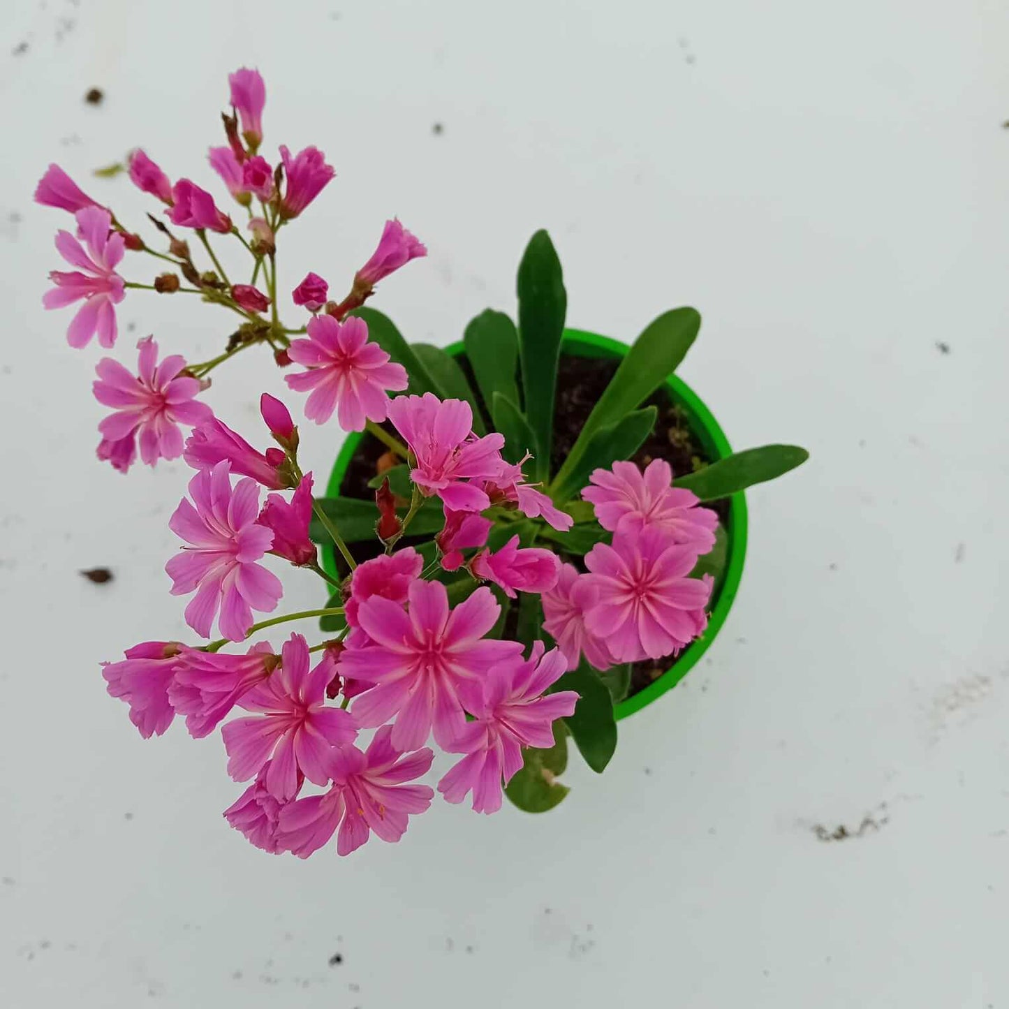 Lewisia - ValmaflorValmaflorValmaflorLewisia - Valmaflor