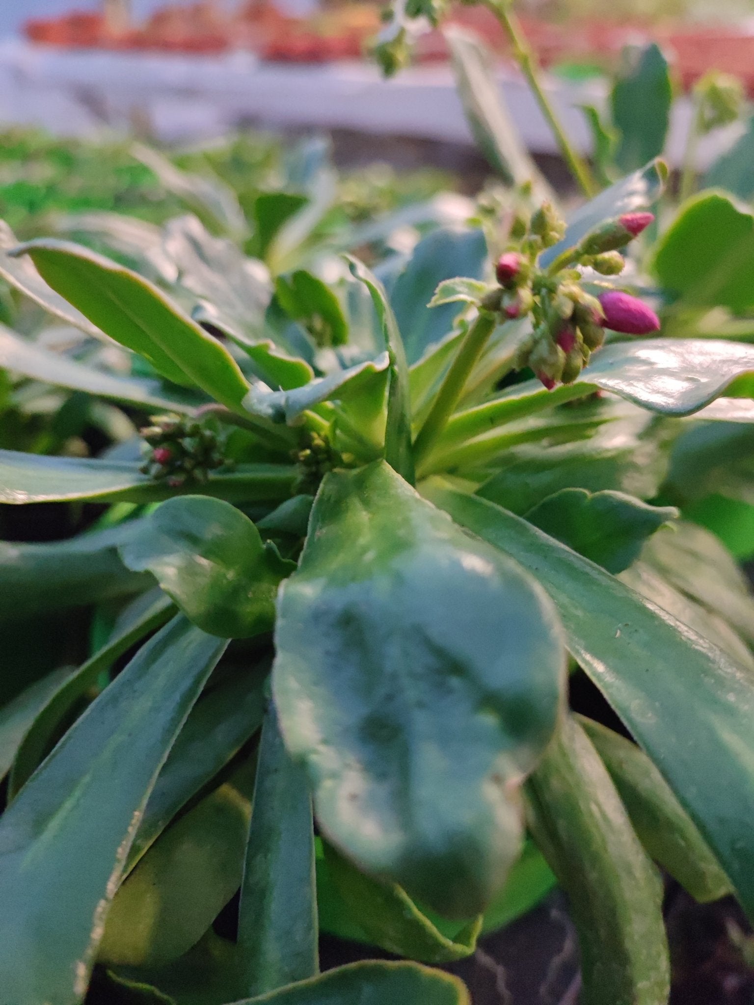 Lewisia - ValmaflorValmaflorValmaflorLewisia - Valmaflor