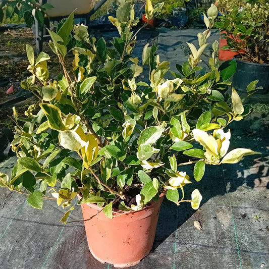 Ligustro texano variegato - ValmaflorValmaflorValmaflorEuonymus texano - Valmaflor