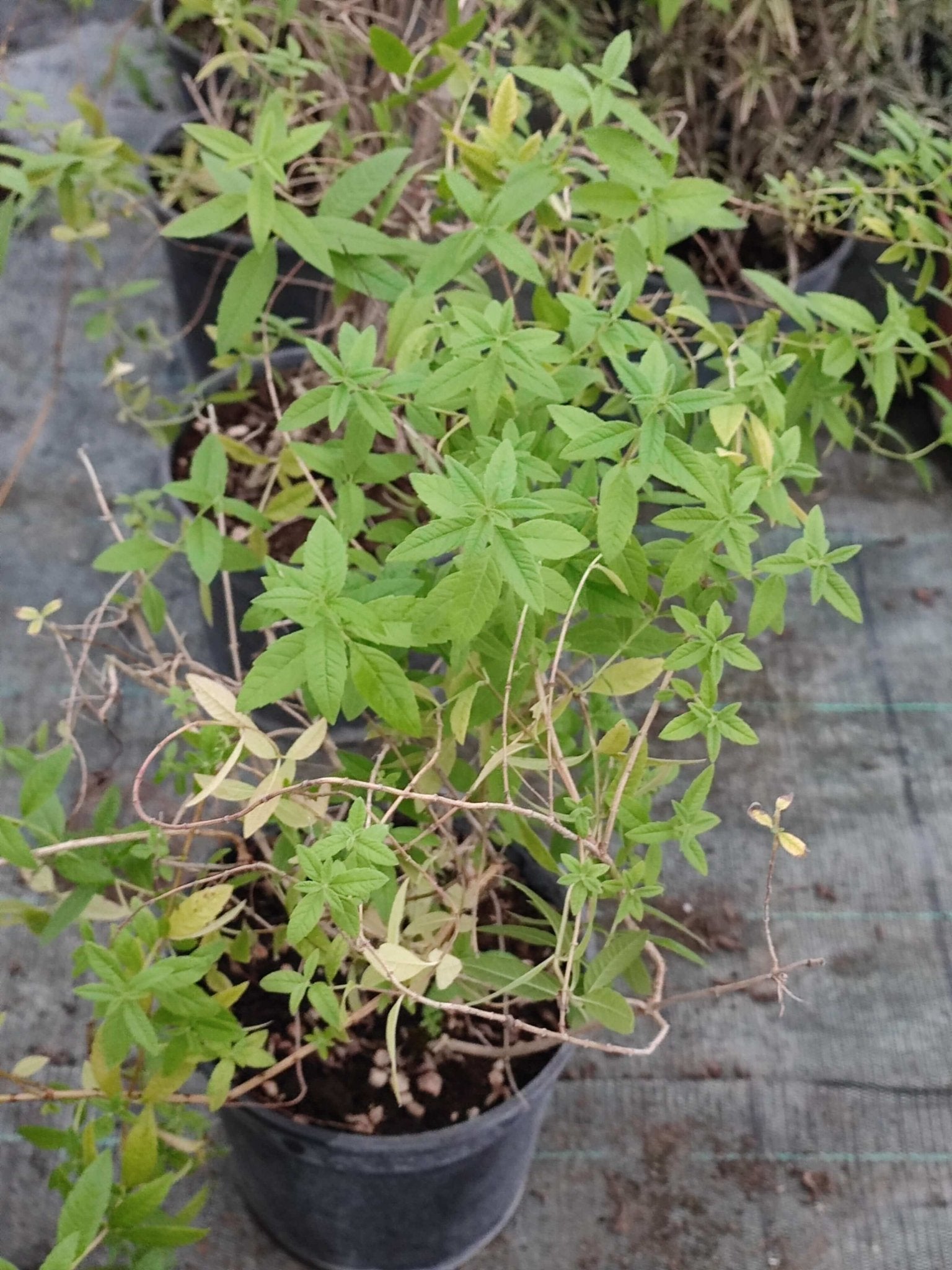 Lippia Citriodora - ValmaflorErba luigiaValmaflorValmaflorErba luigia - Valmaflor14 cm