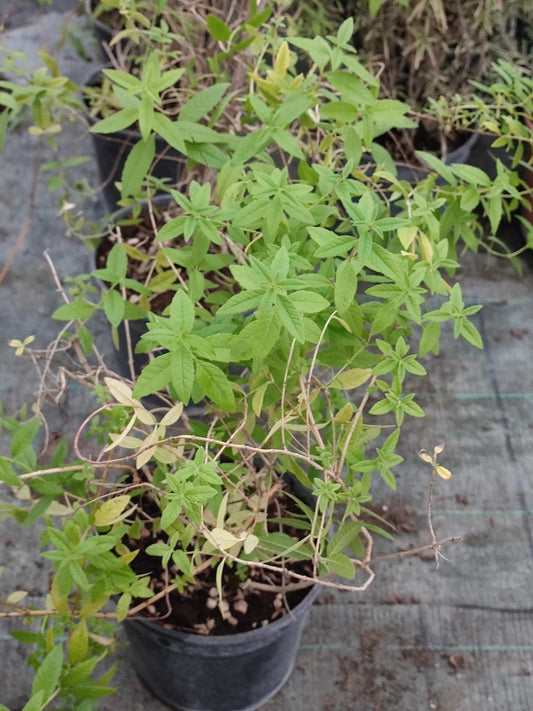 Lippia Citriodora - ValmaflorErba luigiaValmaflorValmaflorErba luigia - Valmaflor14 cm