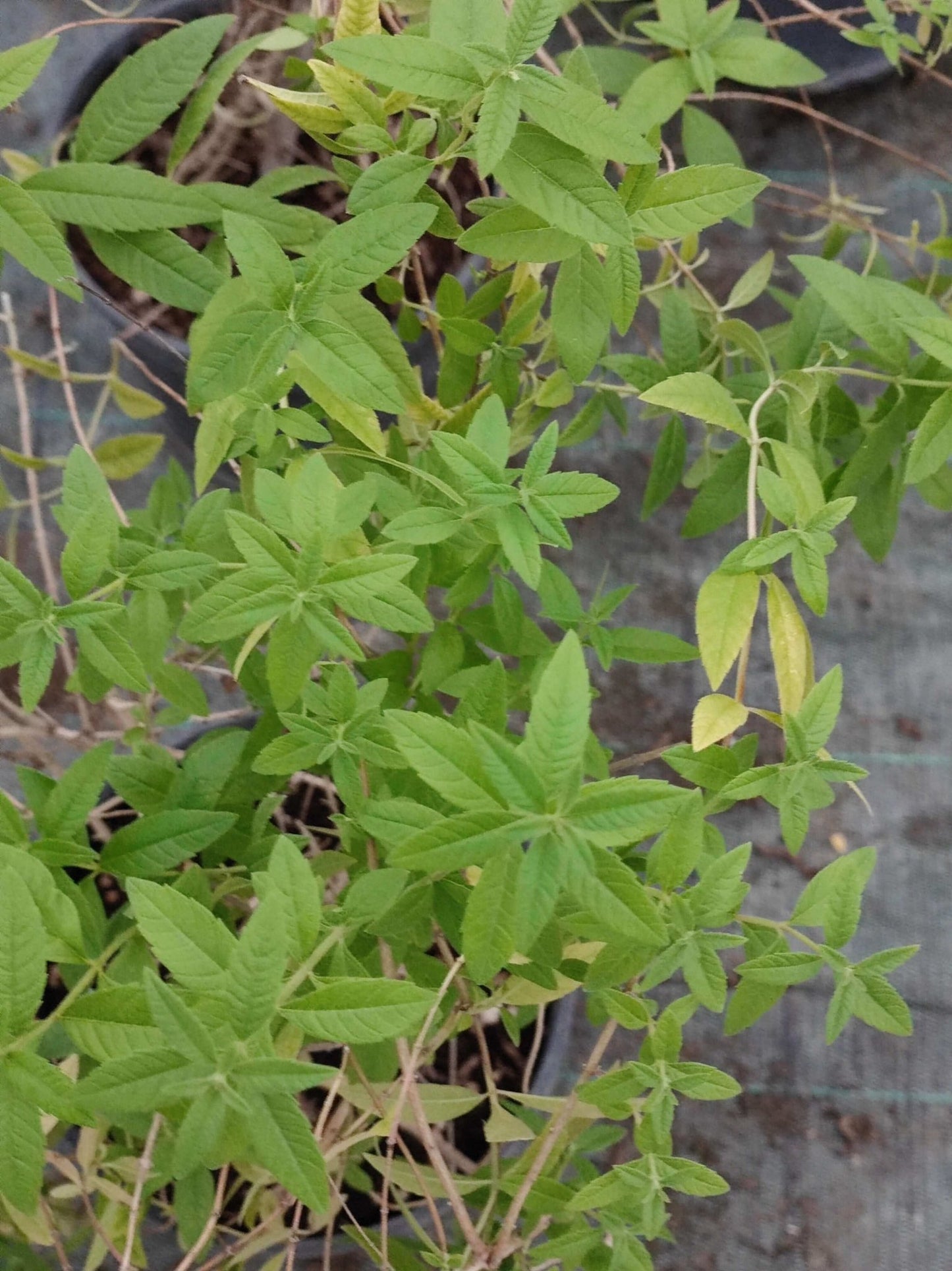 Lippia Citriodora - ValmaflorErba luigiaValmaflorValmaflorErba luigia - Valmaflor14 cm