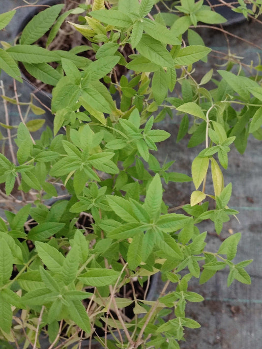 Lippia Citriodora - ValmaflorErba luigiaValmaflorValmaflorErba luigia - Valmaflor14 cm