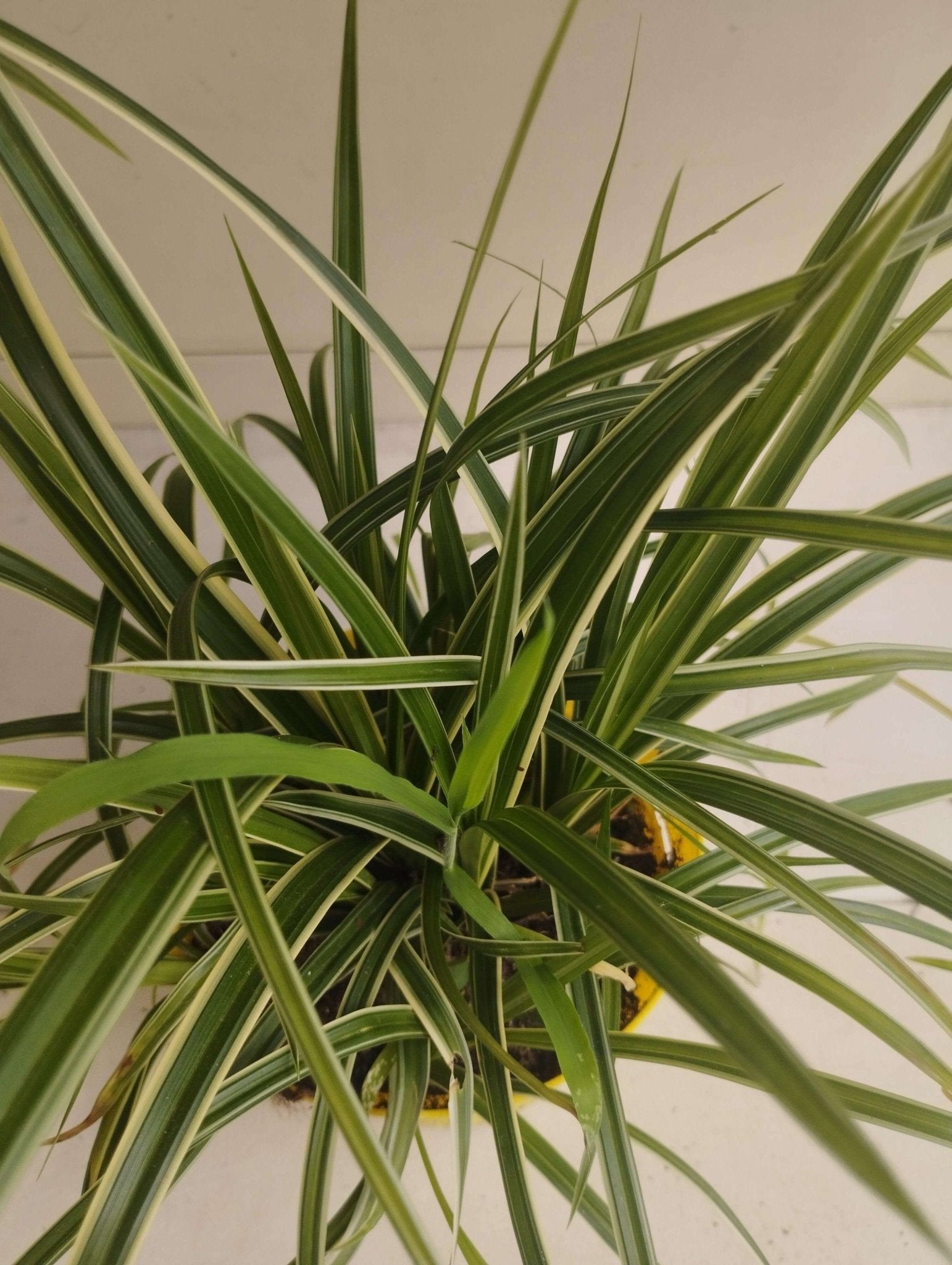 Liriope Muscari Royal Purple - ValmaflorValmaflorValmaflorFalangio - Valmaflor14 cm