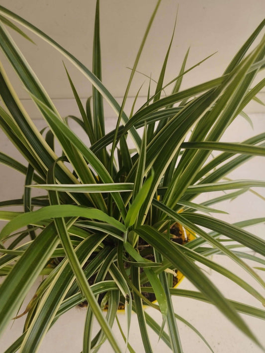 Liriope Muscari Royal Purple - ValmaflorValmaflorValmaflorFalangio - Valmaflor14 cm