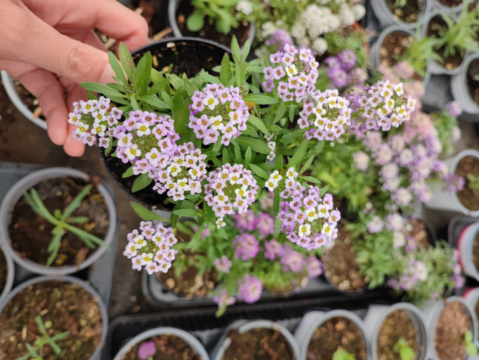 Lobularia - ValmaflorValmaflorValmaflorLobulariaRosa14 cm
