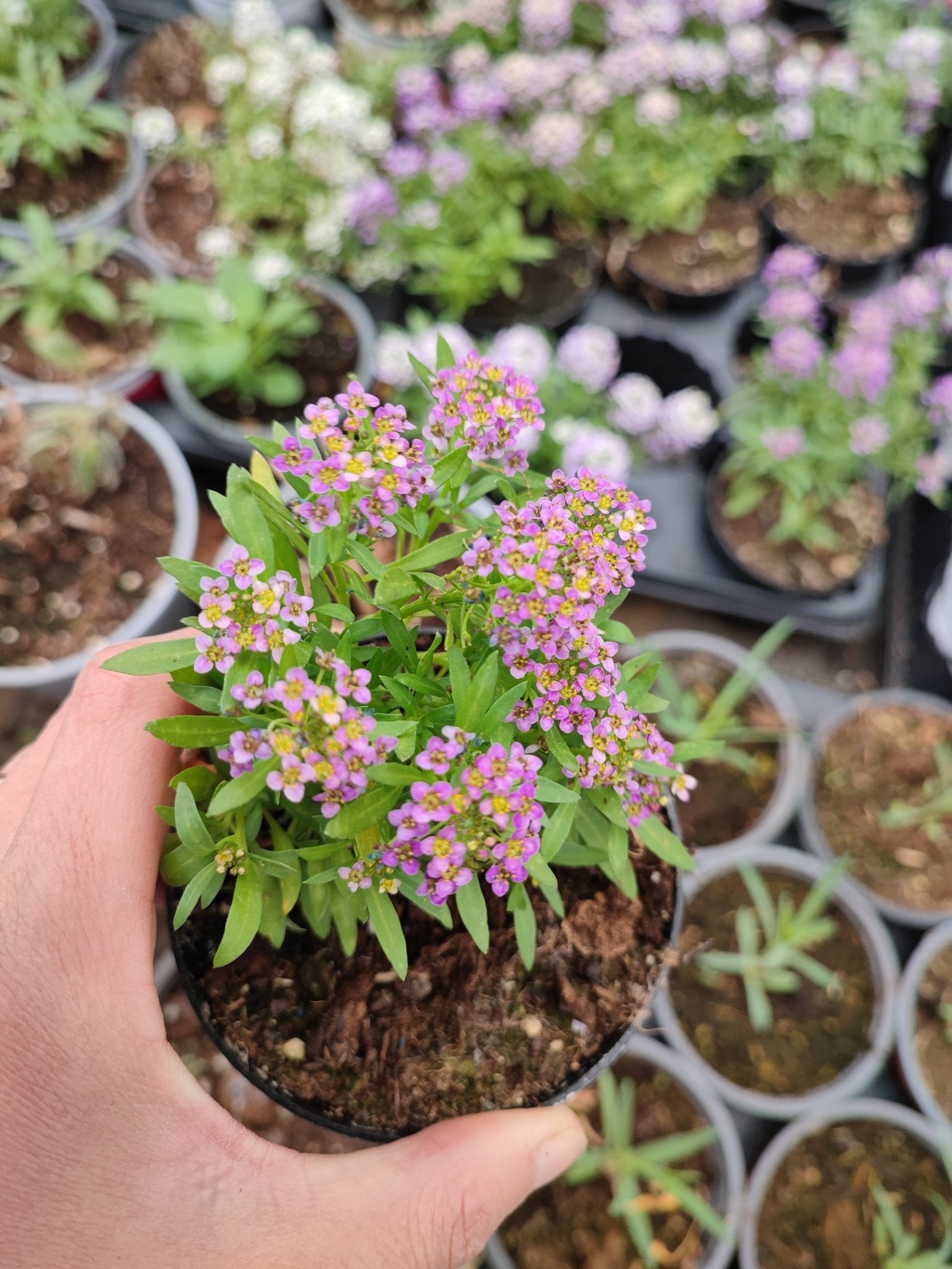 Lobularia - ValmaflorValmaflorValmaflorLobulariaRosa14 cm