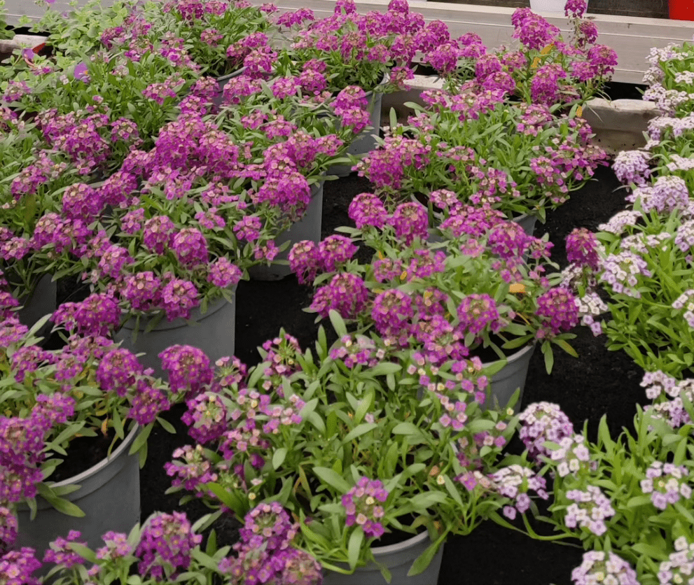 Lobularia - ValmaflorValmaflorValmaflorLobulariaRosa14 cm