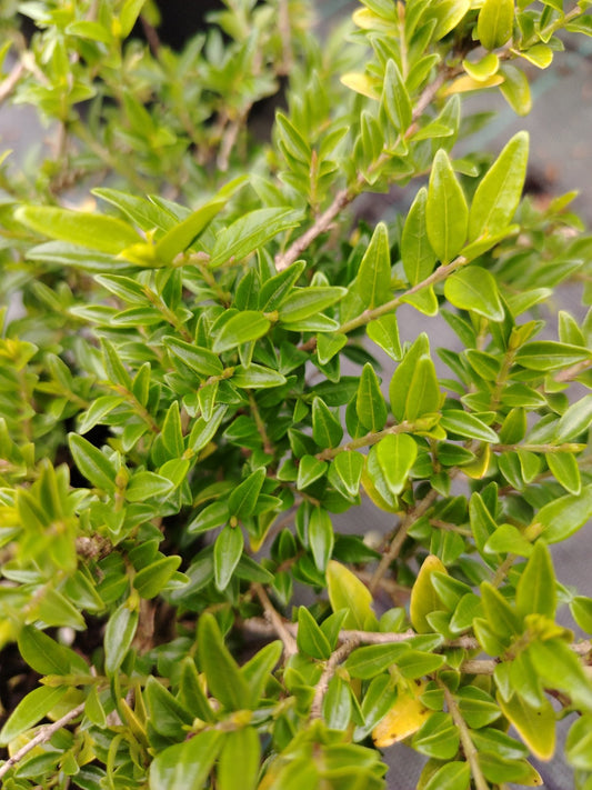 Lonicera pileata - Valmaflor#ValmaflorValmaflorLonicera pileata20