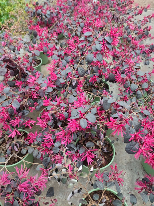 Loropetalum "Black Pearl" - ValmaflorValmaflorValmaflorLoropetalum "Black Pearl" - Valmaflor