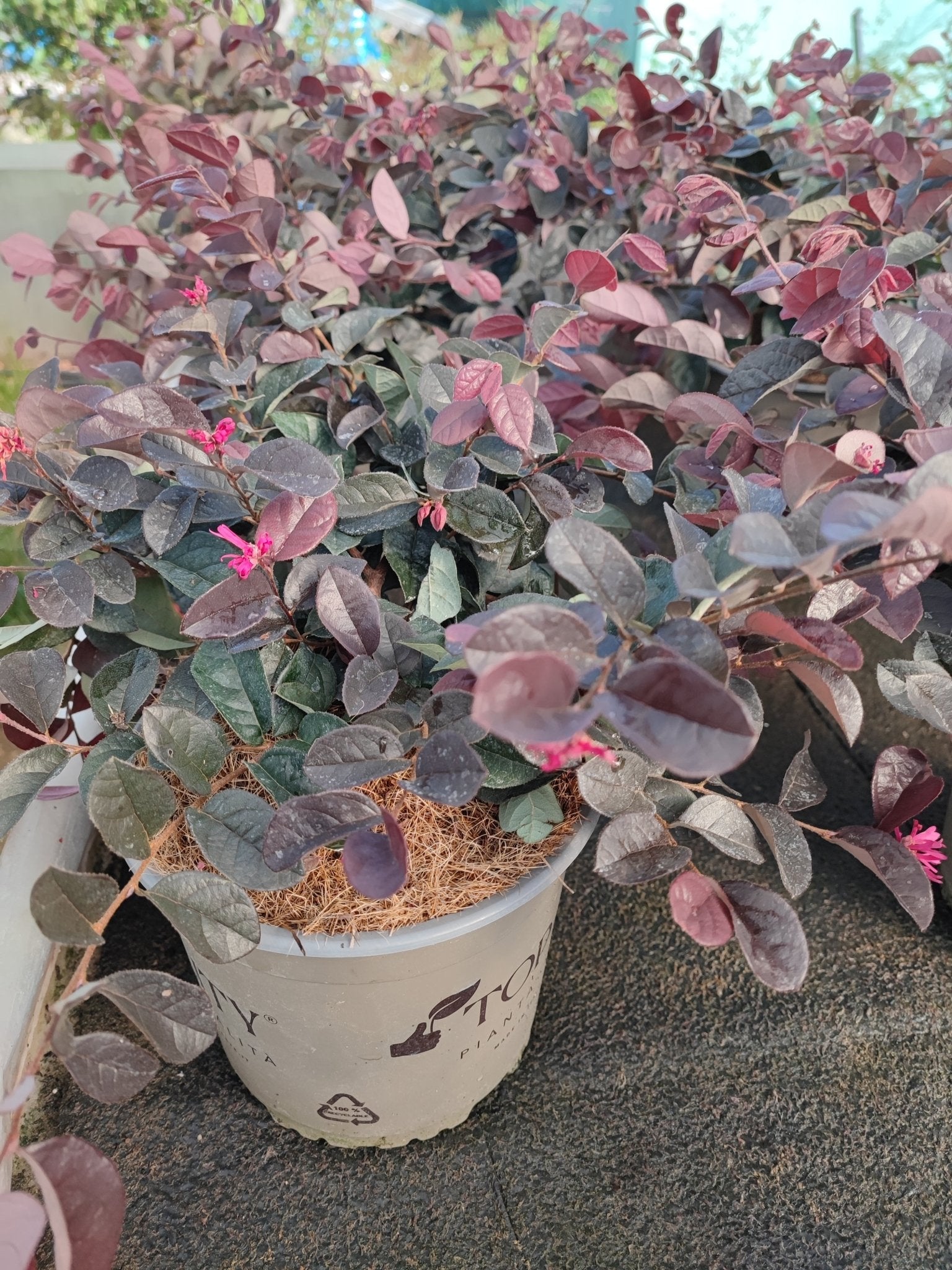Loropetalum "Black Pearl" - ValmaflorValmaflorValmaflorLoropetalum "Black Pearl"19 cm