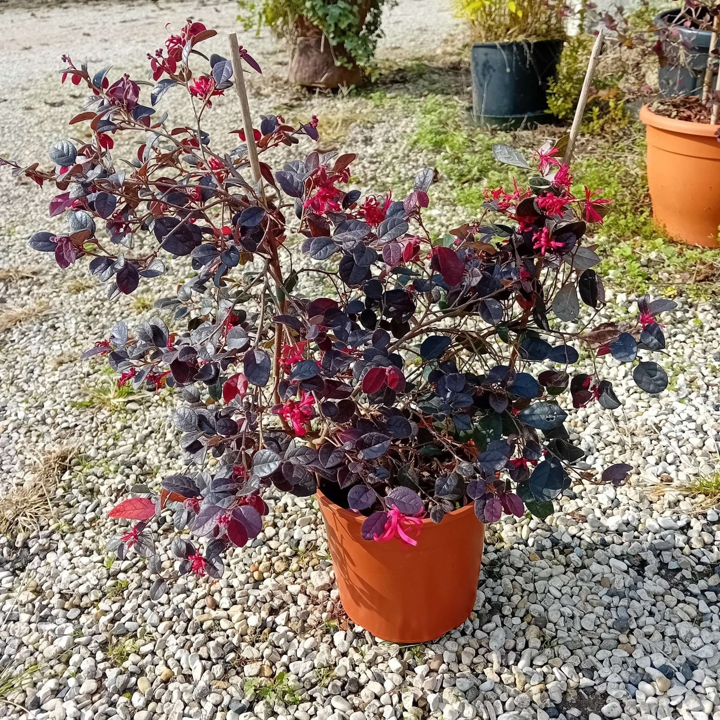 Loropetalum "Black Pearl" - ValmaflorValmaflorValmaflorLoropetalum "Black Pearl"19 cm