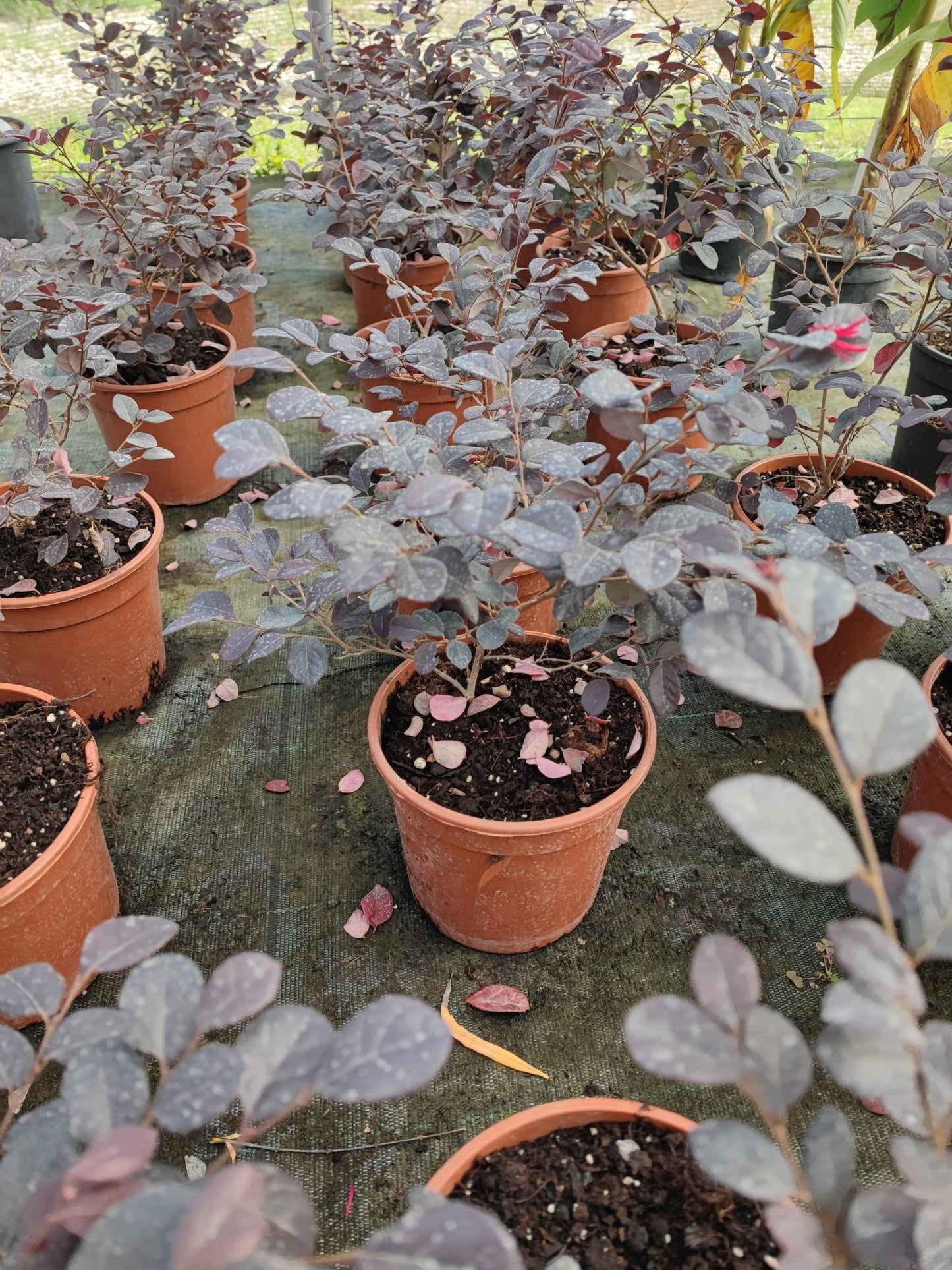 Loropetalum "Black Pearl" - ValmaflorValmaflorValmaflorLoropetalum "Black Pearl"17 cm