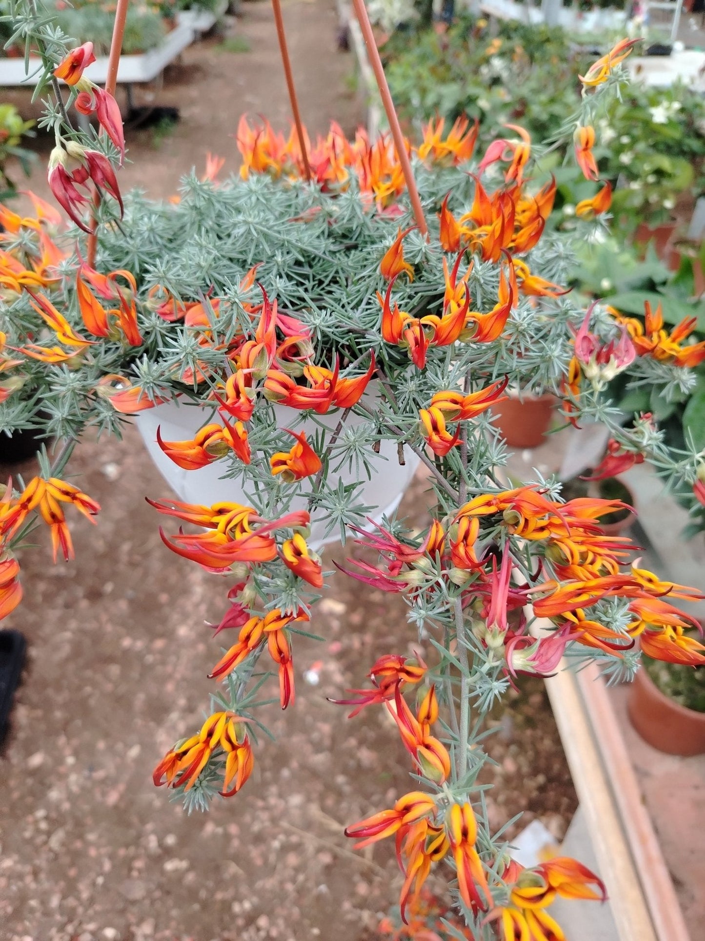 Lotus berthelotii - ValmaflorValmaflorValmaflorLotus berthelotii - ValmaflorValmaflorValmaflorLotus berthelotii