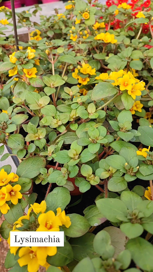 Lysmachia - ValmaflorValmaflorValmaflorLysmachia
