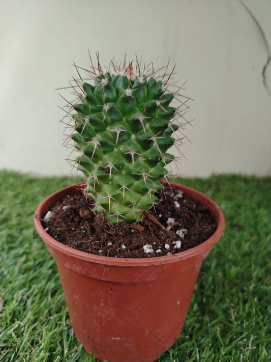 Mammillaria - ValmaflorValmaflorValmaflorMammillaria10 cm