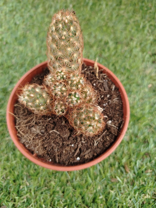 Mammillaria elongata rubra - ValmaflorValmaflorValmaflorMammillaria elongata rubra - ValmaflorValmaflorValmaflorMammillaria elongata rubra10 cm10 cm