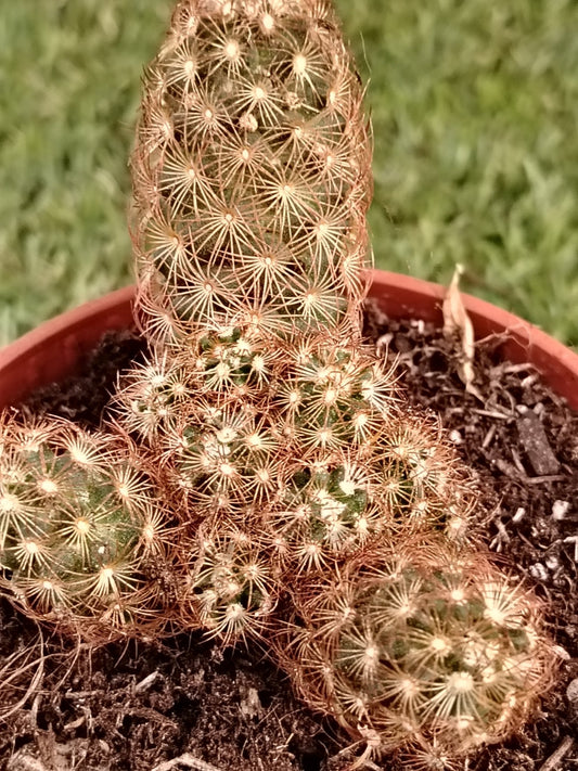 Mammillaria elongata rubra - ValmaflorValmaflorValmaflorMammillaria elongata rubra - ValmaflorValmaflorValmaflorMammillaria elongata rubra10 cm10 cm