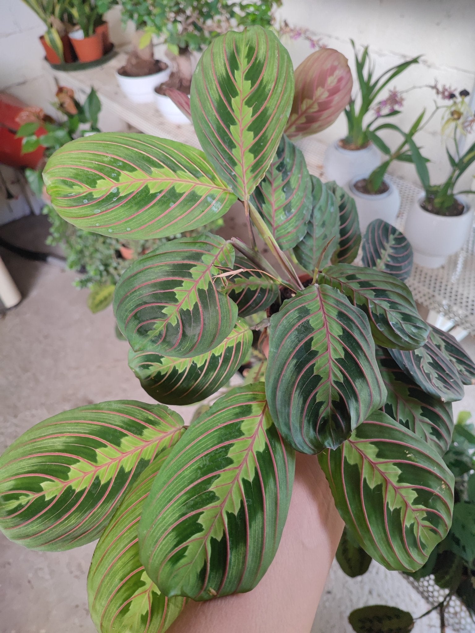 Maranta - ValmaflorMarantaValmaflorValmaflorMaranta - Valmaflor12 cm