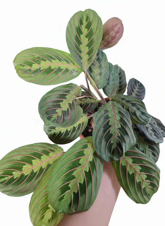 Maranta - ValmaflorMarantaValmaflorValmaflorMaranta - Valmaflor12 cm