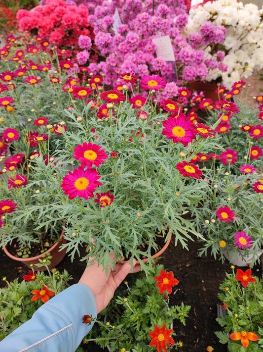 Margherita - ValmaflorValmaflorValmaflorMargherita - ValmaflorValmaflorValmaflorMargherita