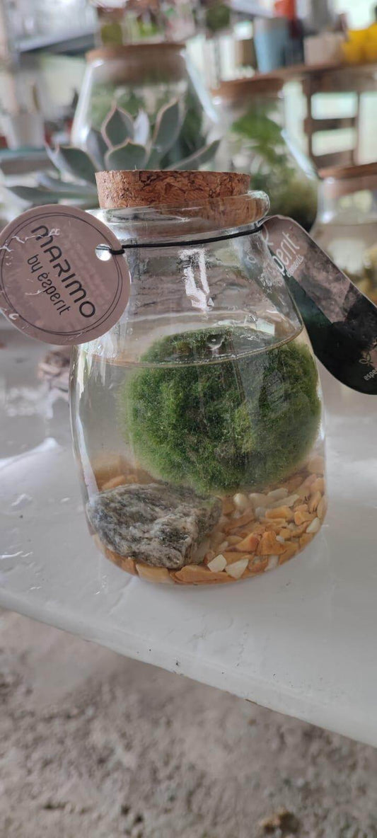 Marimo - Valmaflor