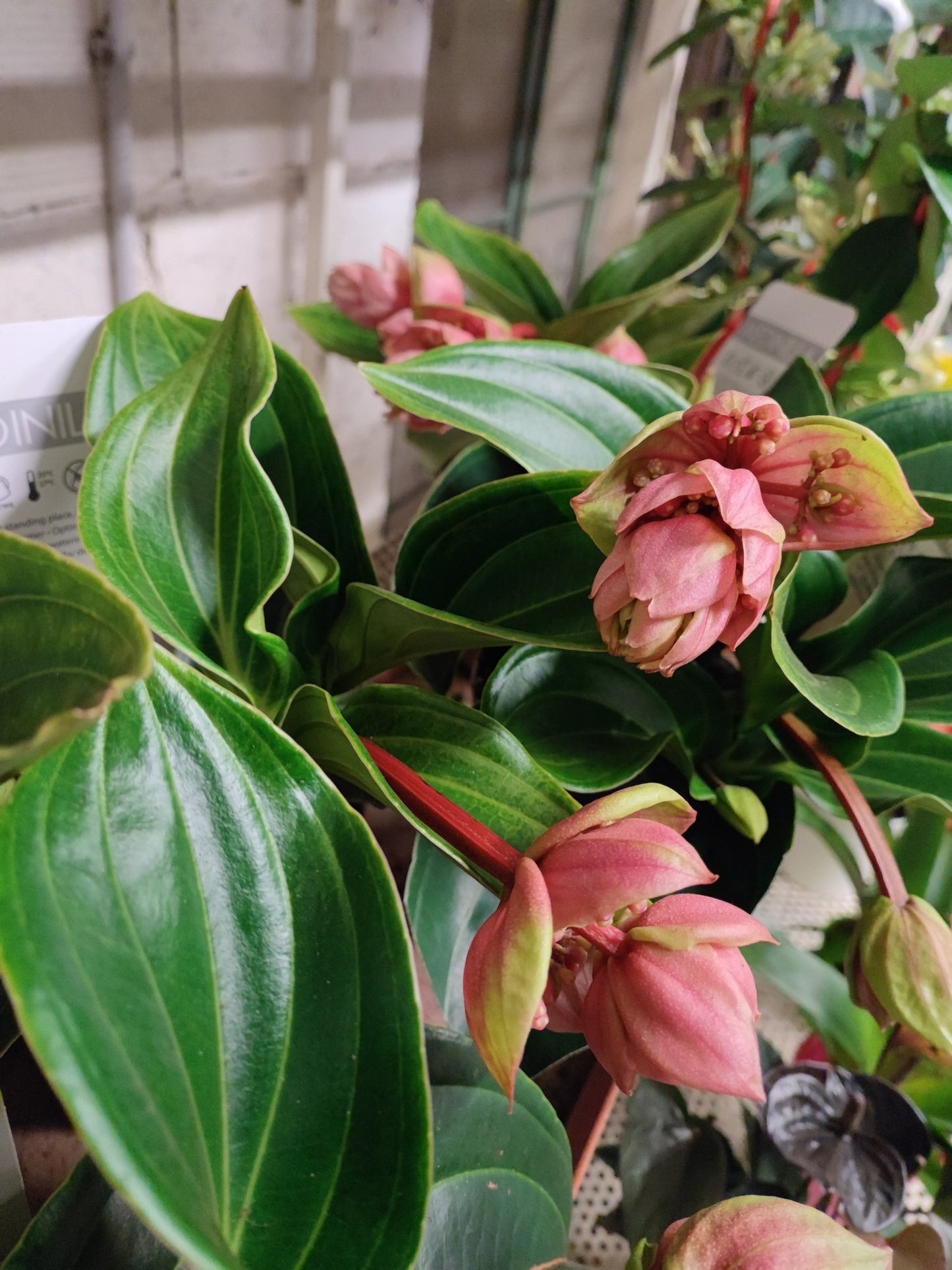 Medinilla magnifica - ValmaflorValmaflorValmaflorMedinilla magnifica - Valmaflor