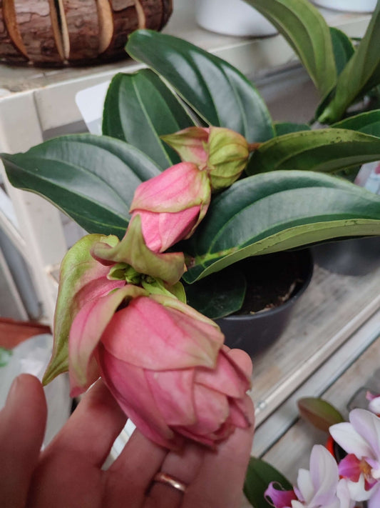 Medinilla magnifica - ValmaflorValmaflorValmaflorMedinilla magnifica - Valmaflor