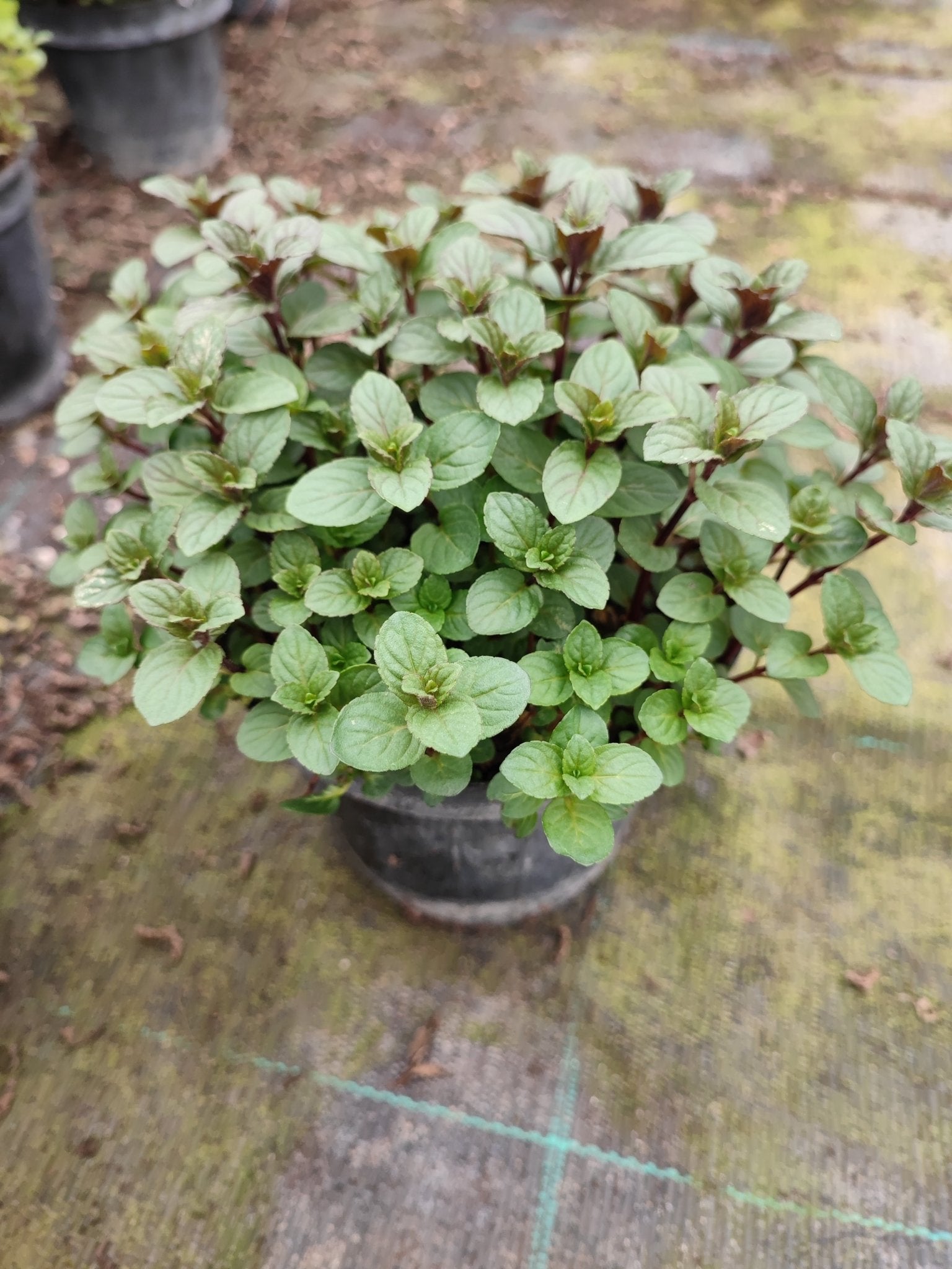 Menta glaciale - Valmaflor#ValmaflorValmaflorMenta glaciale