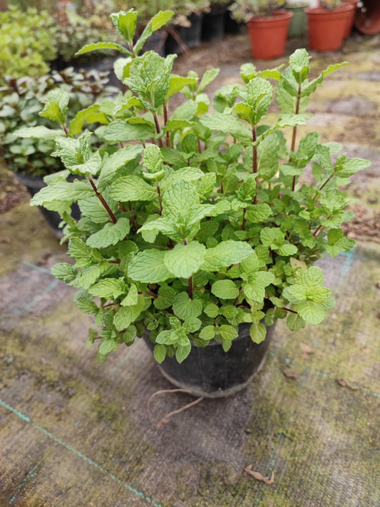 Menta piperita - ValmaflorValmaflorValmaflorMenta piperita - ValmaflorValmaflorValmaflorMenta piperita1414