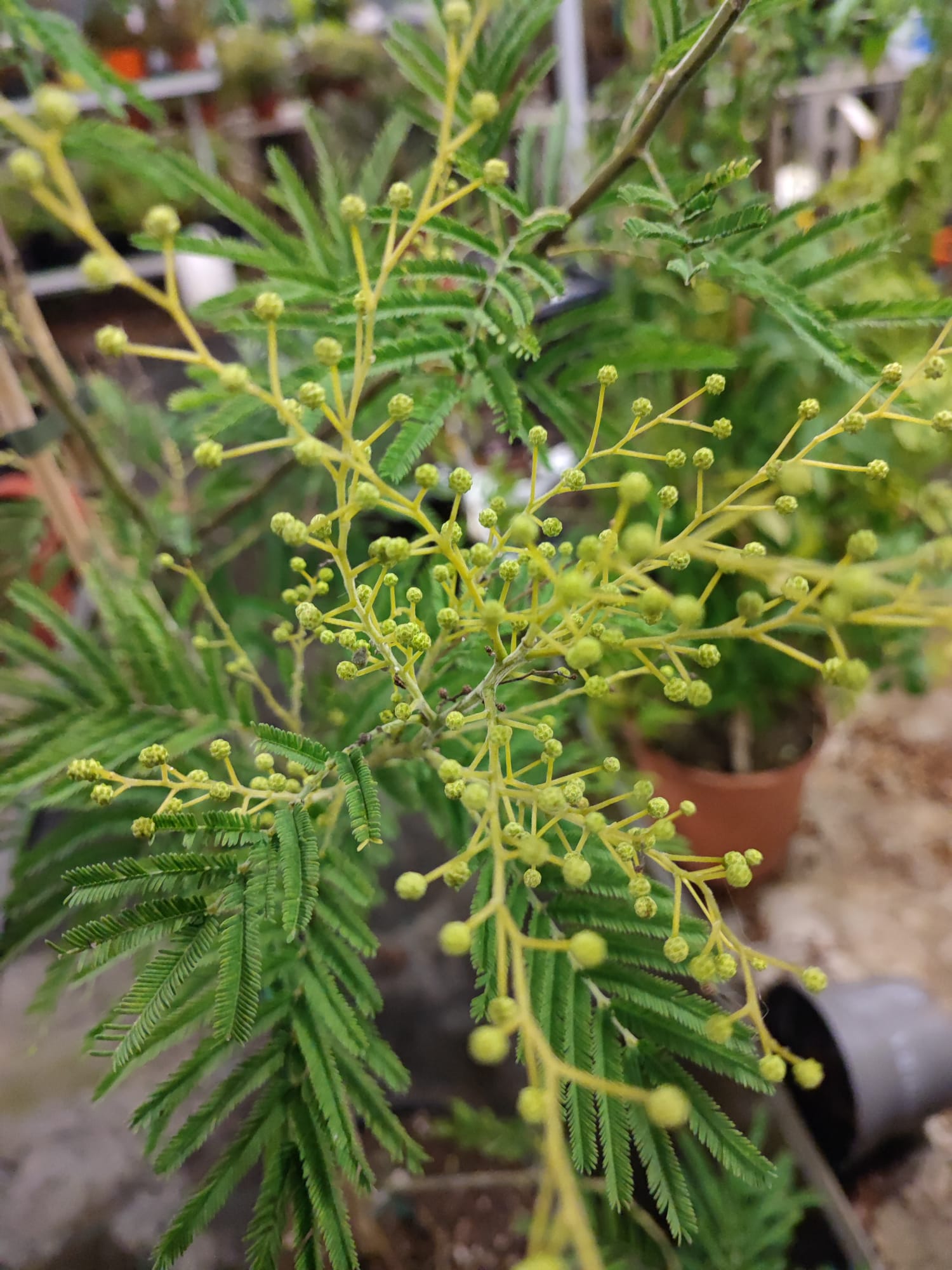 Mimosa - Valmaflor#ValmaflorValmaflorMimosa