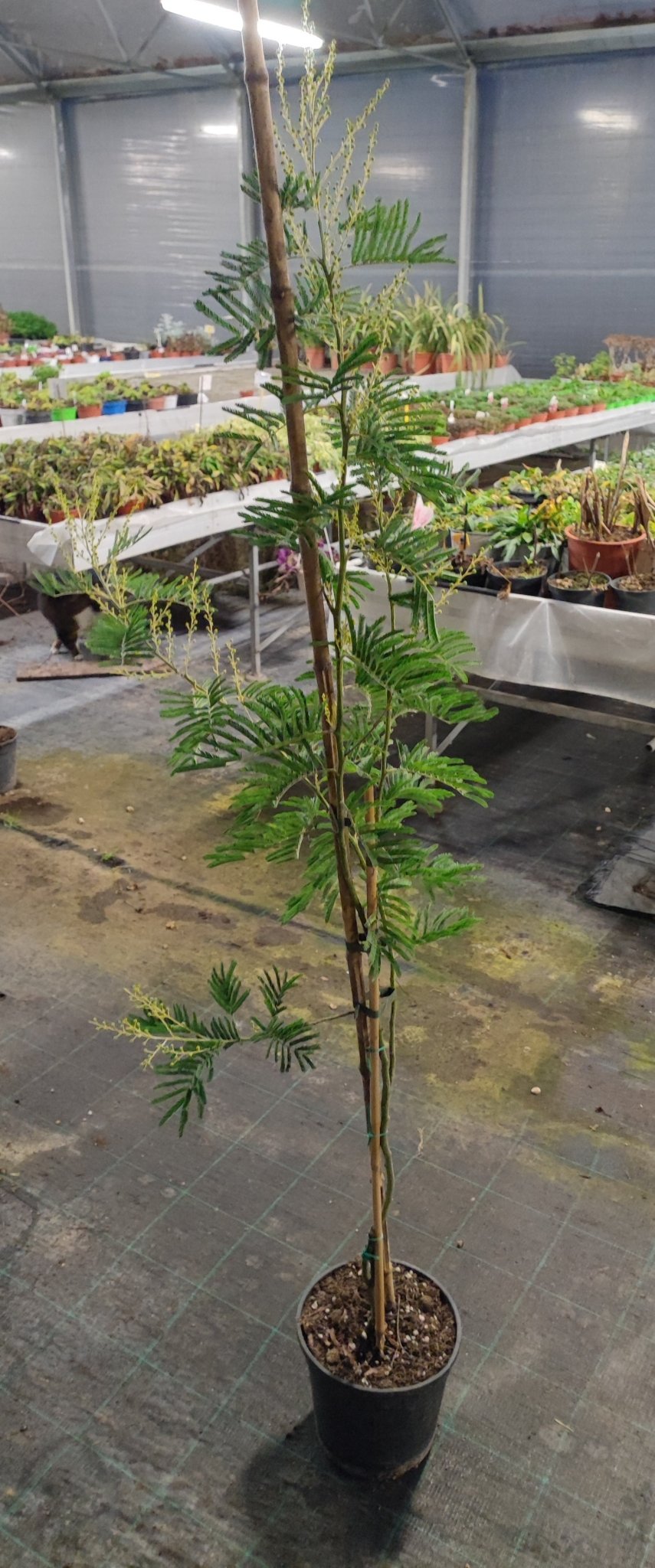 Mimosa - Valmaflor#ValmaflorValmaflorMimosa