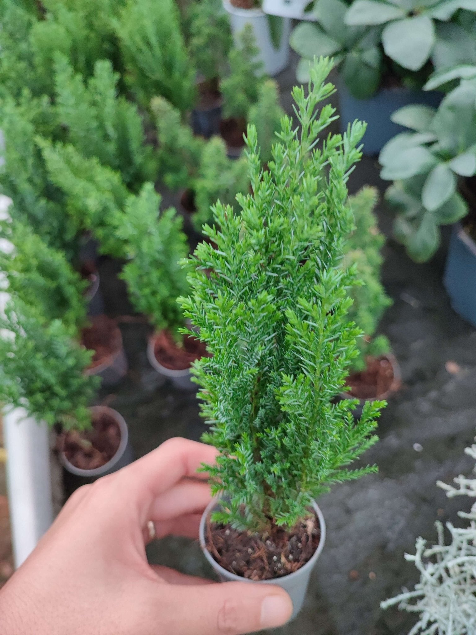 Mini pino - ValmaflorValmaflorValmaflorMini pino - ValmaflorChamaecyparis Law Ellwoodii