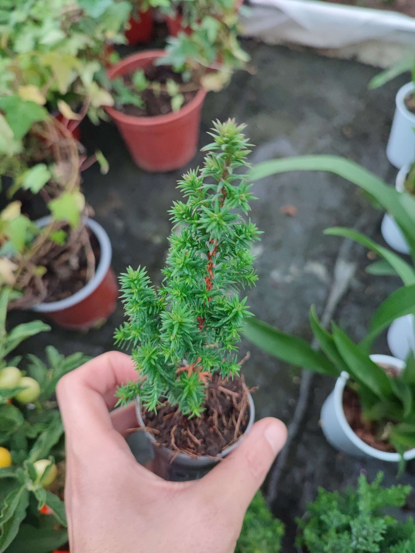 Mini pino - ValmaflorValmaflorValmaflorMini pino - ValmaflorChamaecyparis thyoides