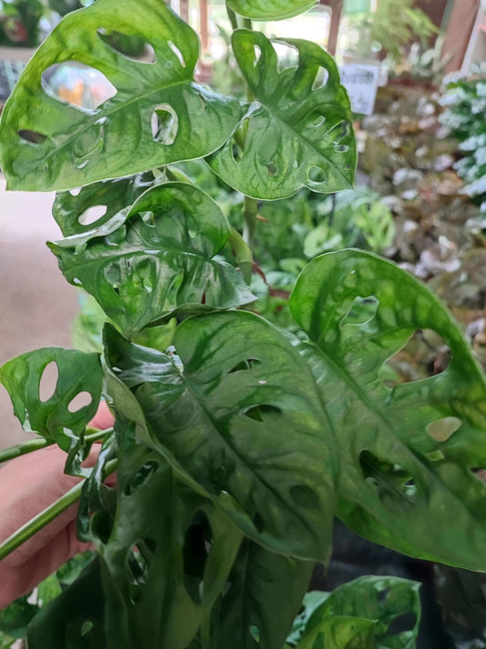 Monstera "Adansonii" - ValmaflorMonstera obliquaValmaflorValmaflorMonstera obliqua - Valmaflor17 cmPianta da internoPianta perenne