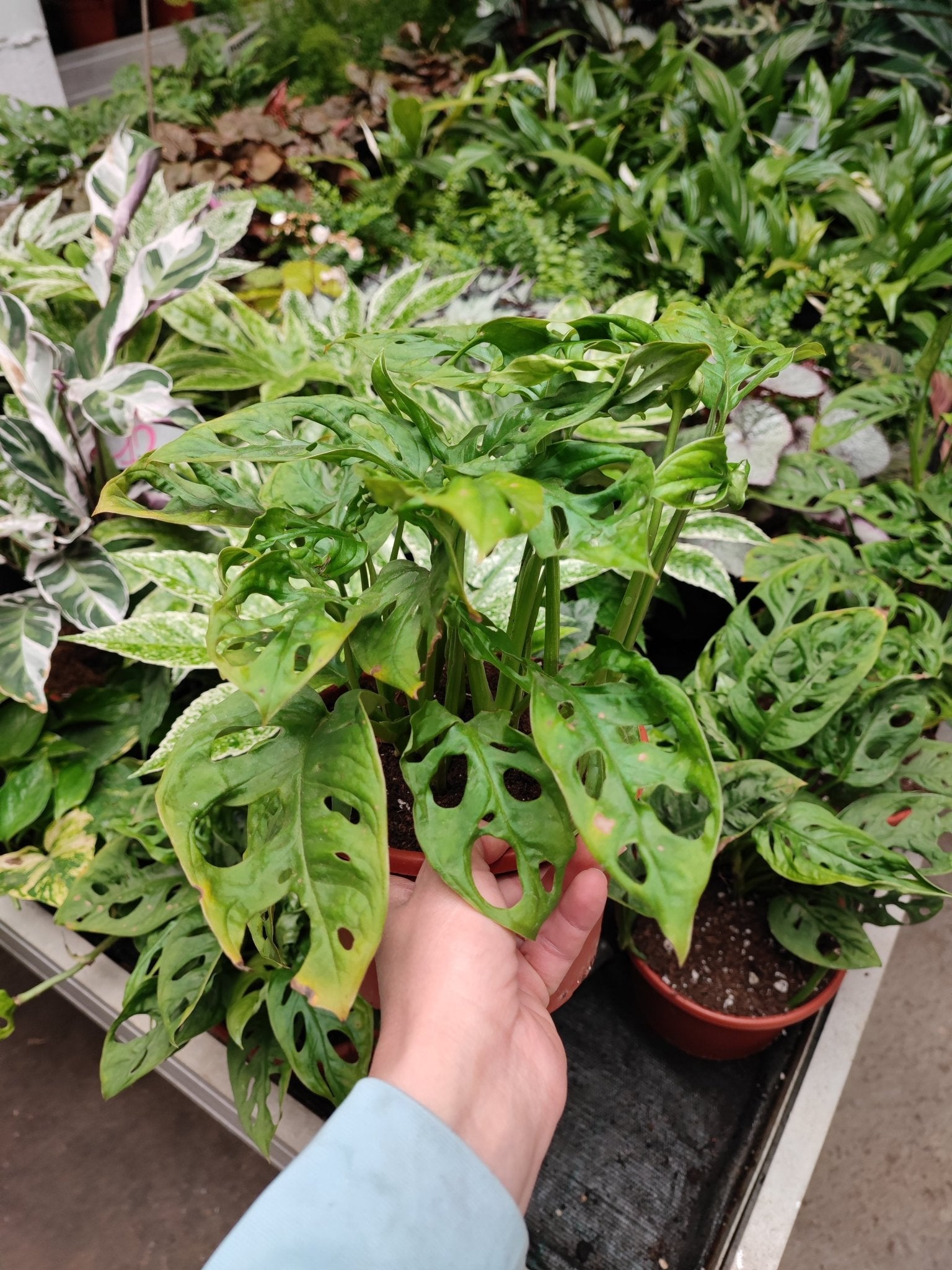 Monstera "Adansonii" - ValmaflorMonstera obliquaValmaflorValmaflorMonstera "Adansonii"17 cmPianta da internoPianta perenne