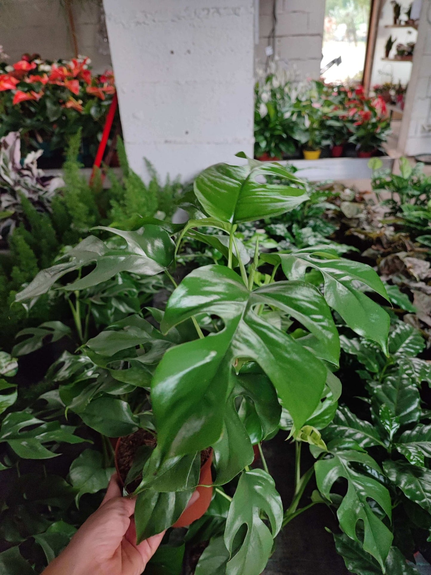 Monstera deliciosa - ValmaflorMonstera deliciosaValmaflorValmaflorMonstera deliciosa - Valmaflor12 cm