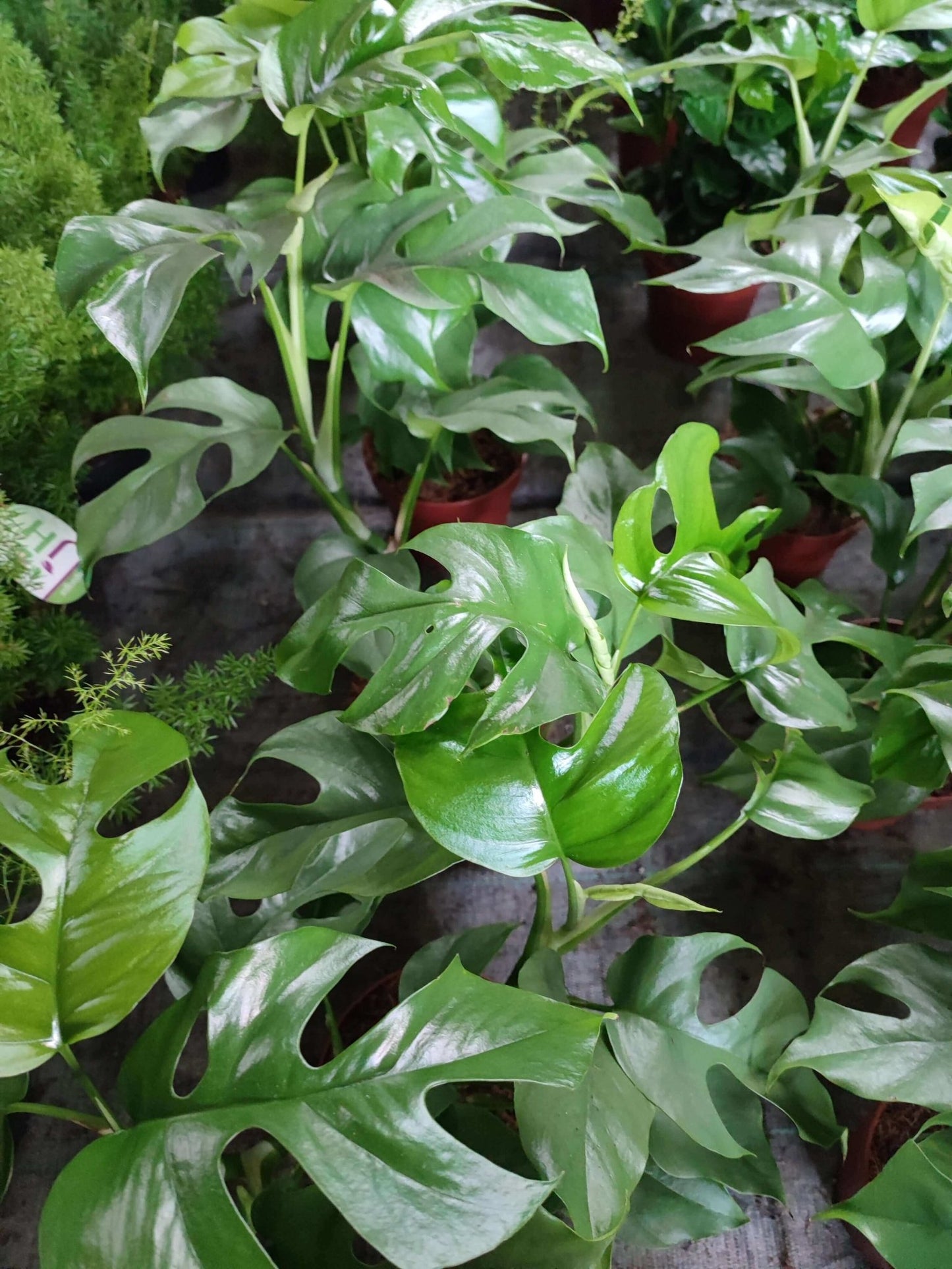 Monstera deliciosa - ValmaflorMonstera deliciosaValmaflorValmaflorMonstera deliciosa - Valmaflor12 cm