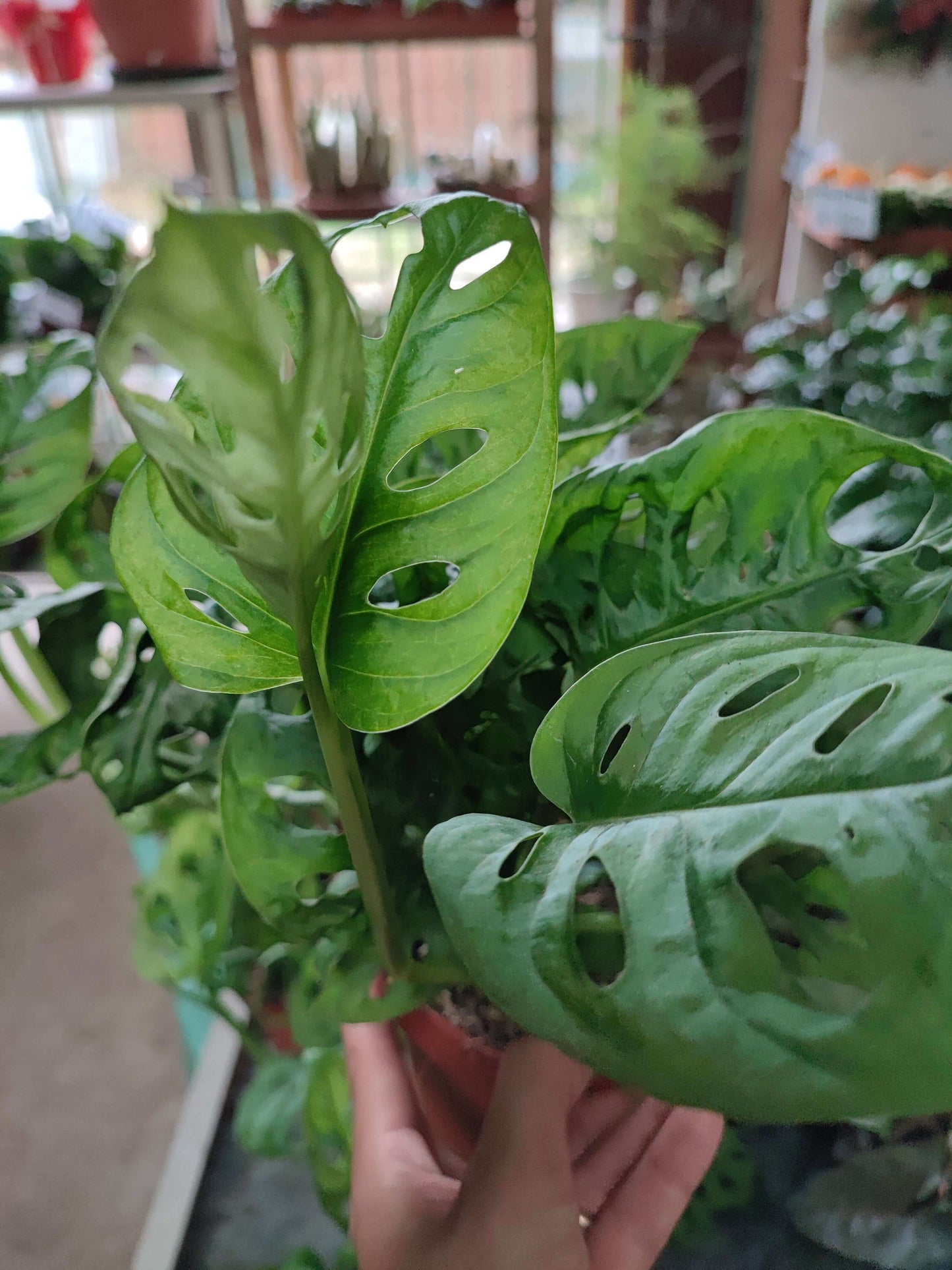 Monstera obliqua - Valmaflor