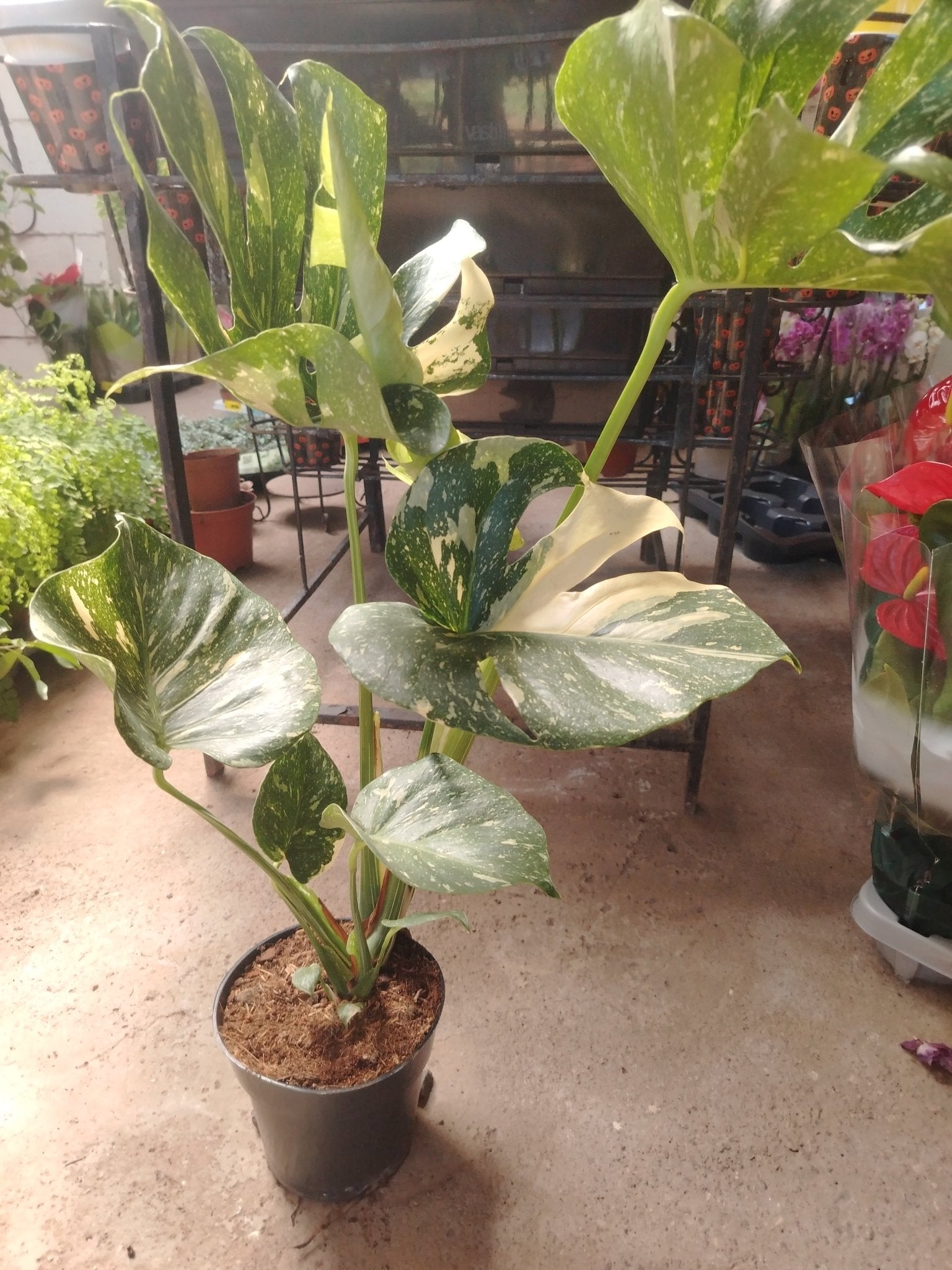 Monstera thai constellation - ValmaflorValmaflorValmaflorMonstera thai constellation17 cm80 cm