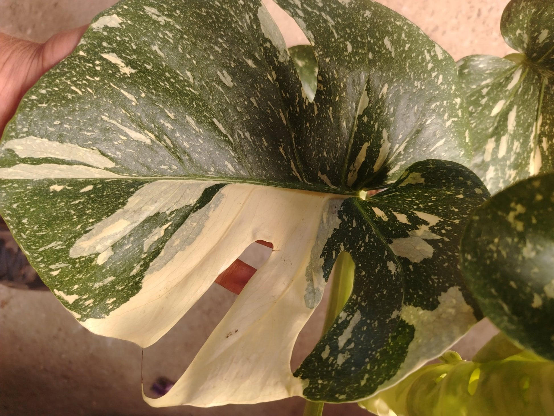 Monstera thai constellation - ValmaflorValmaflorValmaflorMonstera thai constellation17 cm80 cm