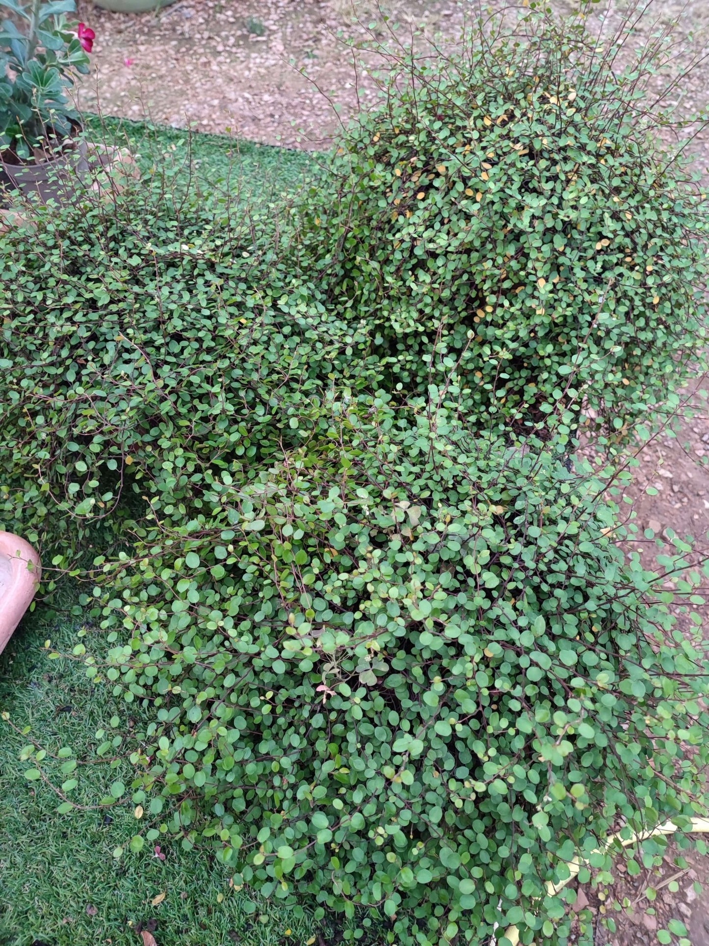 Muehlenbeckia - ValmaflorValmaflorValmaflorMuehlenbeckia - Valmaflor22 cm